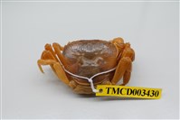 藏品(拉氏清溪蟹)的圖片